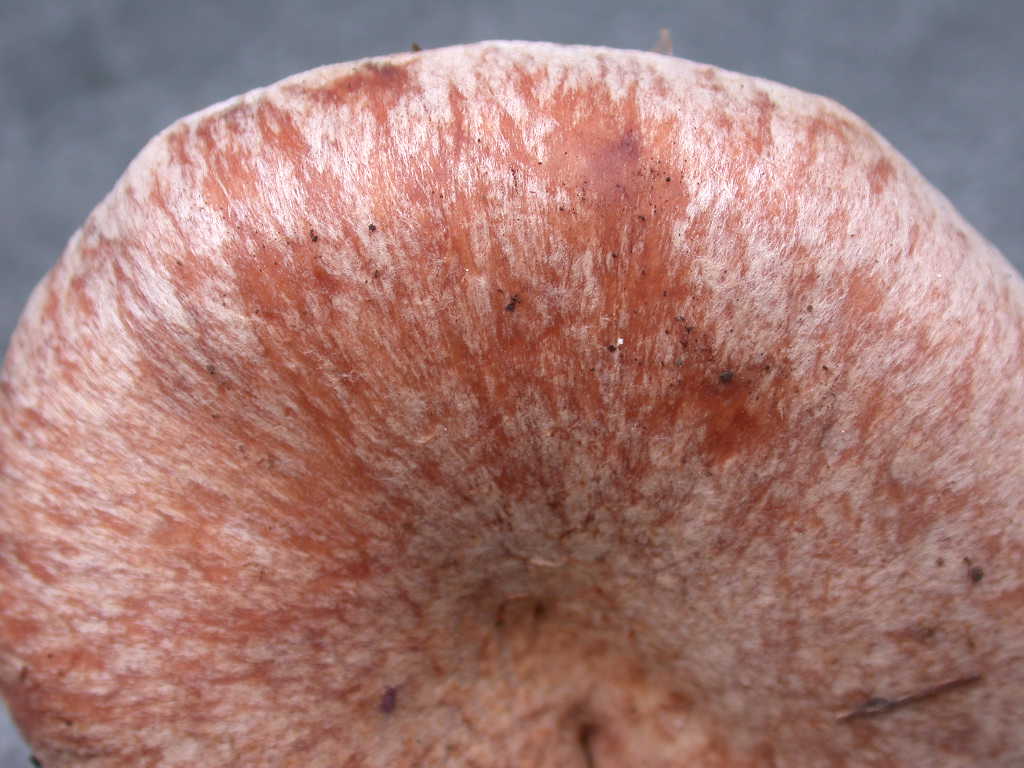 Fungo un p� insolito...